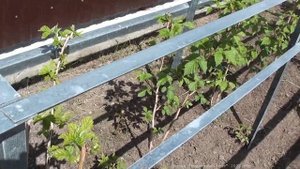 Выращивание ремонтантной малины. Эксперимент часть 3.