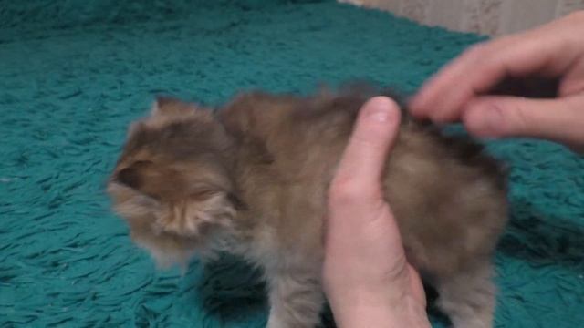 Золотая шотландская шиншилла смотреть онлайн