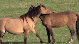 Бесконечно красивая музыка Сергея Грищука! Хочется слушать снова и снова… красивая видео