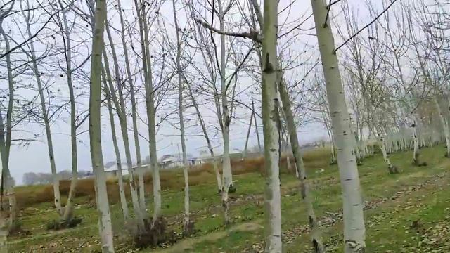 БИРИНЧИ КОР КИШ КЕЛДИ 2-4-ФЕВРАЛЬ ОГОХ БУЛИНГ -13° СОВУК смотреть онлайн