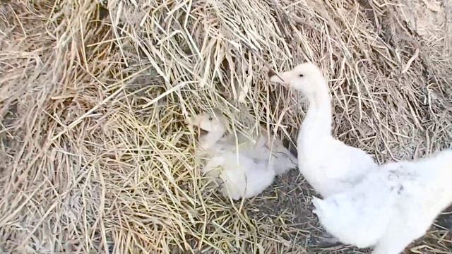 Дыродел, печь КОВ 57, гусям 1 месяц смотреть онлайн