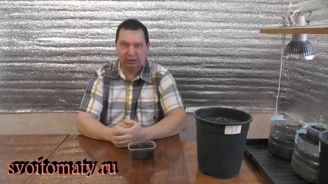 Как быстро вырастить качественную рассаду перца смотреть онлайн