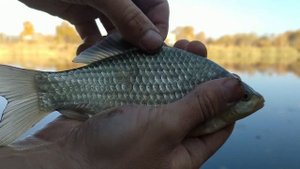 ПРОВЕРЯЮ КАЛЕНДАРЬ РЫБОЛОВА – Часть #3 / Карась КЛЮЁТ ТОЛЬКО на СЫРУЮ ПЕЧЕНЬ!