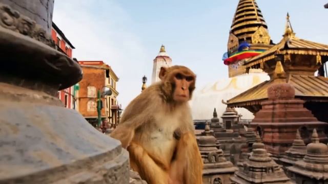 Peace Therapy Music Mix - Melodic Chill Out Psychill Entheogenic Downtempo Ethnic World