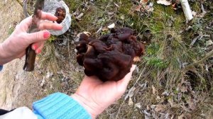 Строчки и сморчки - можно ли есть? Почему они запрещены в одних странах, а в других - деликатес