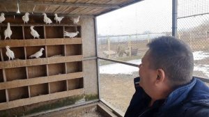 Голуби Русские почтовые выставочные  20.02.2021г.  г.Овидиополь Одесской обл.   + 38 067 78 60 684.