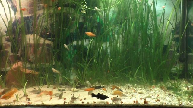 Красивый Аквариум на 150 литров с рыбками смотреть онлайн