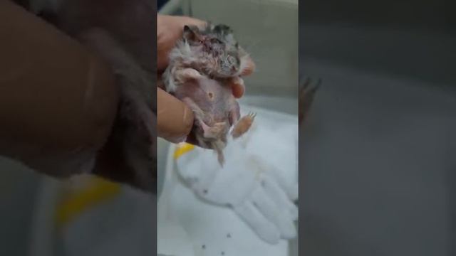 An aged 31-month-old dwarf hamster had surgery to remove her painful ear canal warts. No pain now. смотреть онлайн