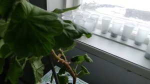 У ГЕРАНИ ЖЕЛТЕЮТ ЛИСТЬЯ. КАК ЛЕЧИТЬ ГЕРАНЬ.