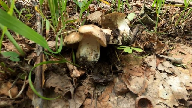 Білі гриби Карпати. Боровики ростуть сім'ями. 27 червня 2023 смотреть онлайн