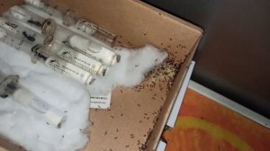 Они повсюду, побег муравьев по всему дому #формикарий #муравьинаяферма