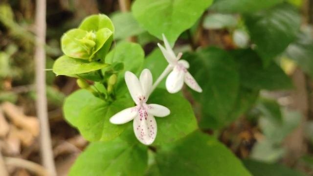 WHITE FLOWER | Pseuderanthemum Variabile | India, Asia