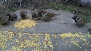 Покормите птиц на удачу/заговор на богатство при кормлении птиц/как правильно кормить птиц