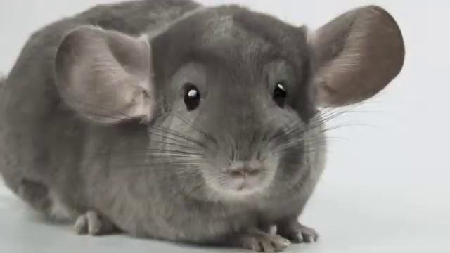 Шиншиллы