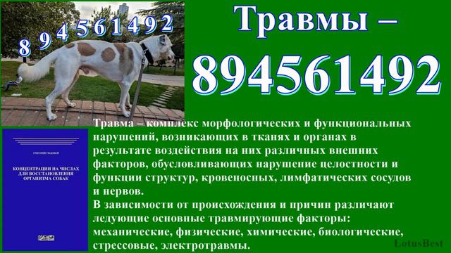 Хирургические болезни собак. смотреть онлайн