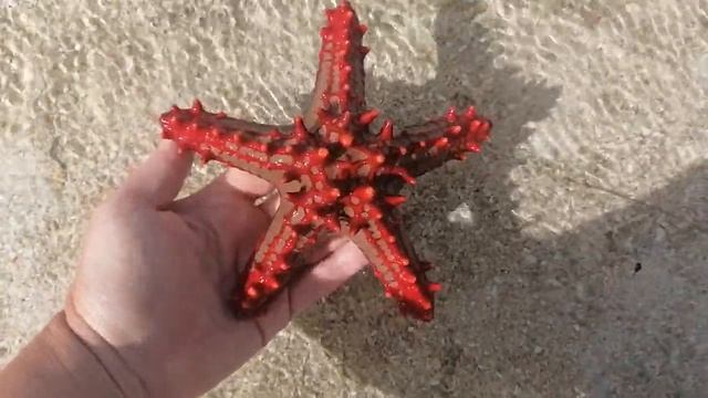 Занзибар 2021. Огромная Морская звезда на пляже Кендва. Отдых в Танзании. Канал Тутси. смотреть онлайн