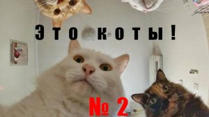 Новые видео с котами! Смешные коты, подборка. Часть вторая. Приколы!  Смешно!