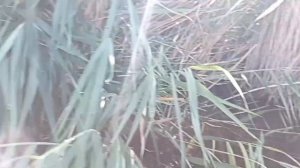 Попали в стаю змееголов! В раз поймали много змееголов. Интересная проверка закидушки! Все вместе!!