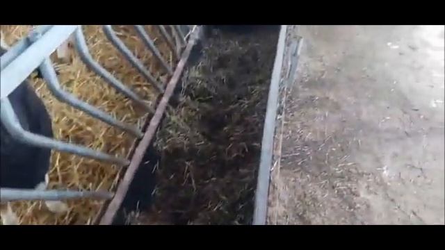 Кормление овец в зимний период. Анализ крови для понимания необходимости питательных веществ смотреть онлайн