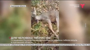 Почему погибли косули?