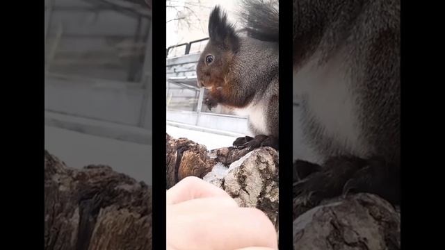 Кормлю рыжую белочку по имени Куцехвостик 19 ноября 2023г смотреть онлайн