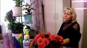 Как правильно ухаживать за Азалией во время цветения.