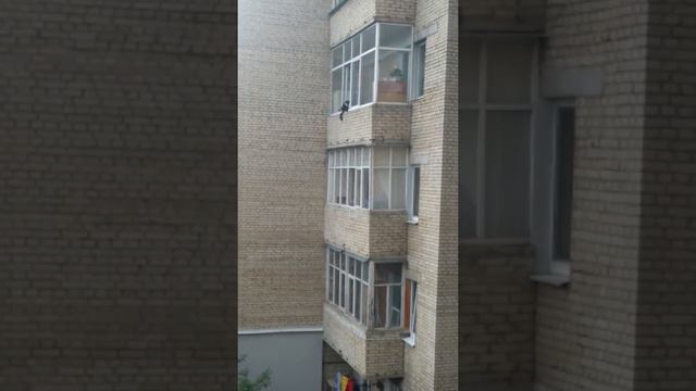 Кот что любит отдыхать на большой высоте ))))) смотреть онлайн