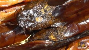 Копчёный клариевый сом ! Smoked catfish