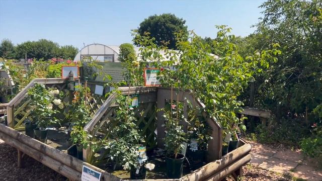 Розы в саду 2022. Питомник Peter Beales Roses. Английские розы. Прогулка по питомнику. смотреть онлайн