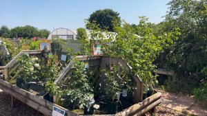 Розы в саду 2022. Питомник Peter Beales Roses. Английские розы. Прогулка по питомнику.