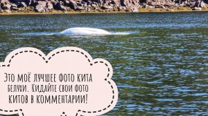 Погоня за китом, чтобы кинуть ему Евгения Рыбалтовского и сделать фото