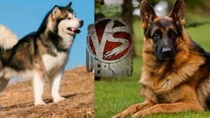 Немецкая овчарка против Маламута//Кто сильнее?//
