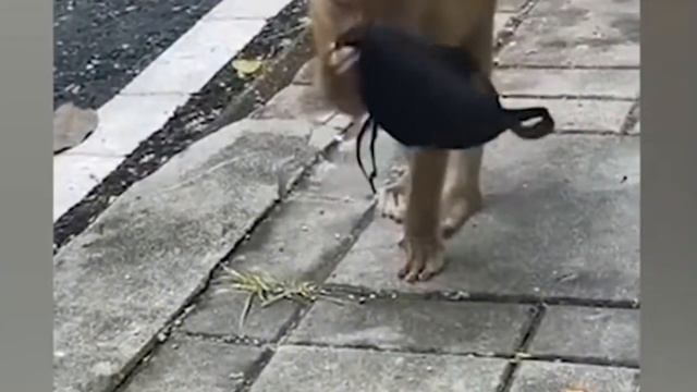 Смеялся до слез. Ну очень смешные животные. Приколы с птицами и зверями в жизни и природе смотреть онлайн