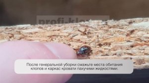 Как избавиться от клопов народными средствами?