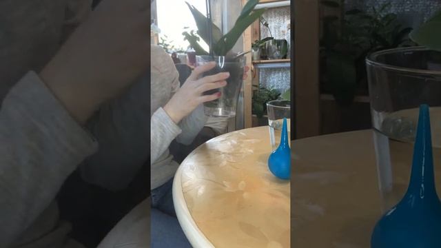 Первый полив подъездных орхидей.