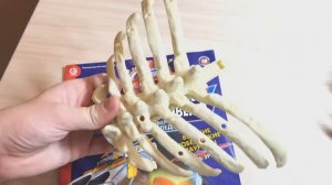 Удивительное тело человека №10 (Обозреваем и читаем)