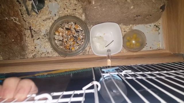 Что можно кушать джунгарику. Джунгарские хомяки.