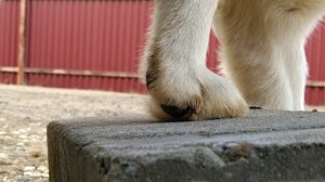 Зачем стричь когти собакам