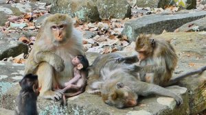 BigWorrying!...When Monkey Rose Tr-yi-ng_To_Ki-dn-ap_Baby Monkey Briar From_ Mommy Monkey Briana