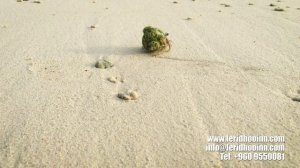 Мальдивы. Ракушка на пляже