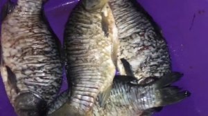 При этом способе жарки карасей или другой костлявой рыбы, кости растворяются.