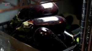 Кусты Ломятся От Урожая Баклажан! Придерживаюсь Этих Золотых Правил Выращивания Баклажан