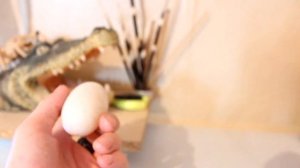 КРОКОДИЛЫ: Размножение, кладка, появление потомства!