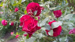 Июль в Саду 10 июля 2023 часть 2