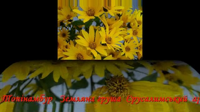 Полезный брат подсолнуха.Топинамбур/Useful brother sunflower.Jerusalem artichoke смотреть онлайн