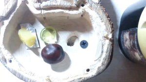 Формикарий "шайба" для Camponotus herculeanus. Обзор и заселение.