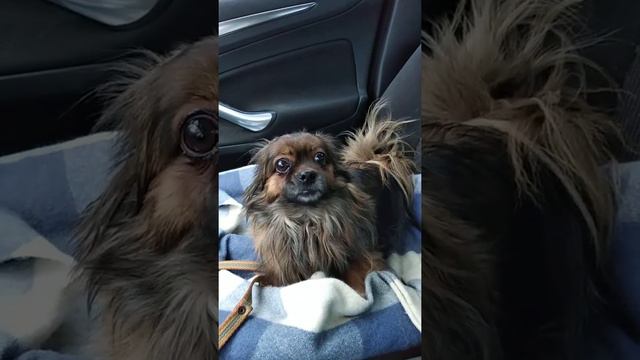 Найдёныш Нафаня смотреть онлайн