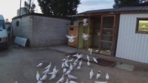 Голуби Барсегян Арарата в Волгограде! Анонс #голуби #Волгоград