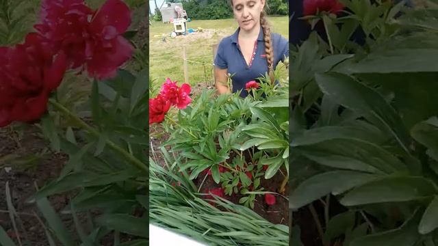 Самый ранний пион Рубра Плена цветение, описание.