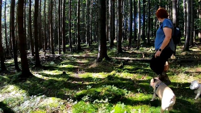 Ось ВОНА!..Справжня ГРИБНА ЛИХОМАНКА!..Пошук грибниці з БІЛИМИ, приховане місце в горах!